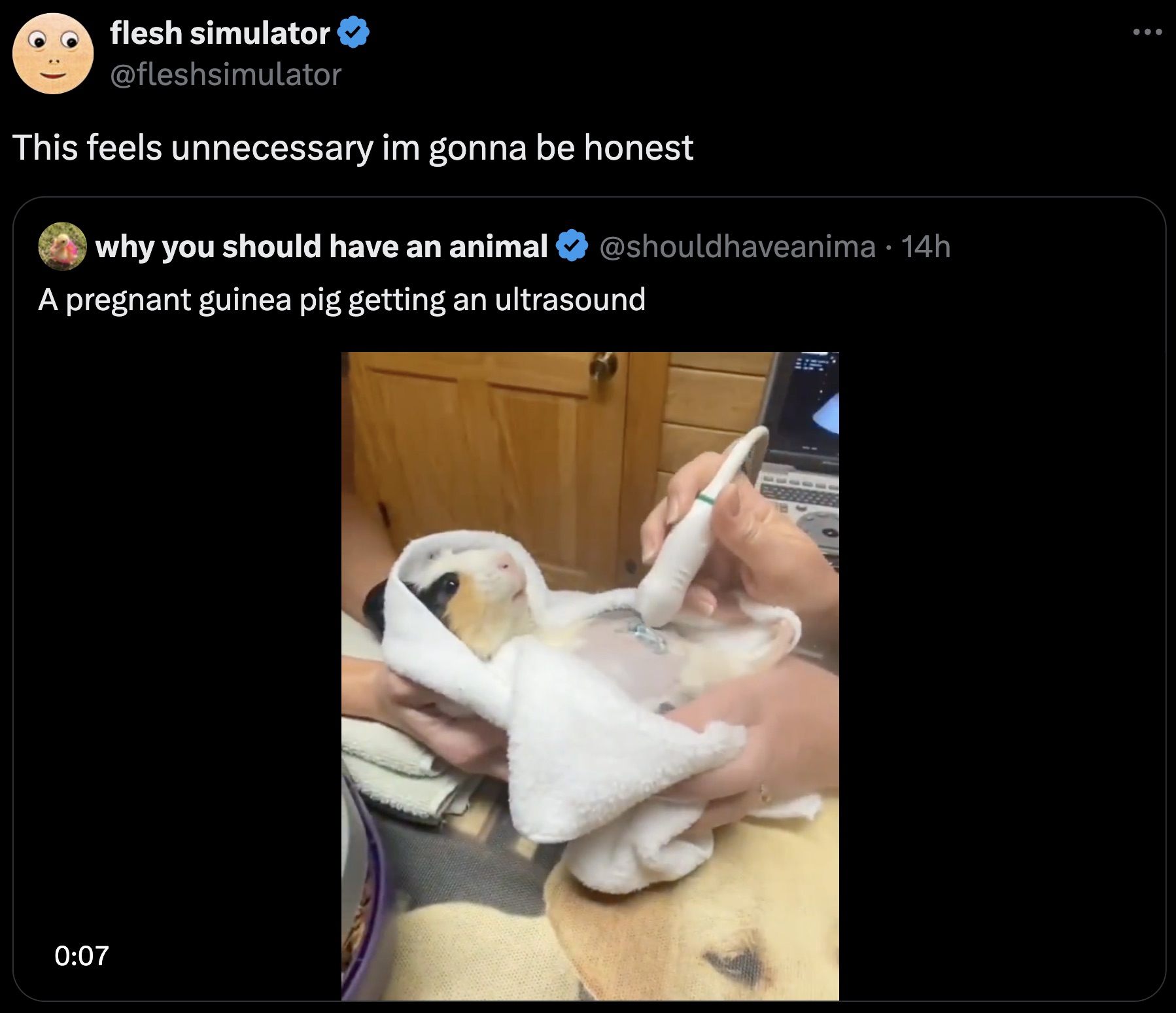 guinea pig memes - flesh simulator This feels unnecessary im gonna be honest why you should have an animal 14h A pregnant guinea pig getting an ultrasound